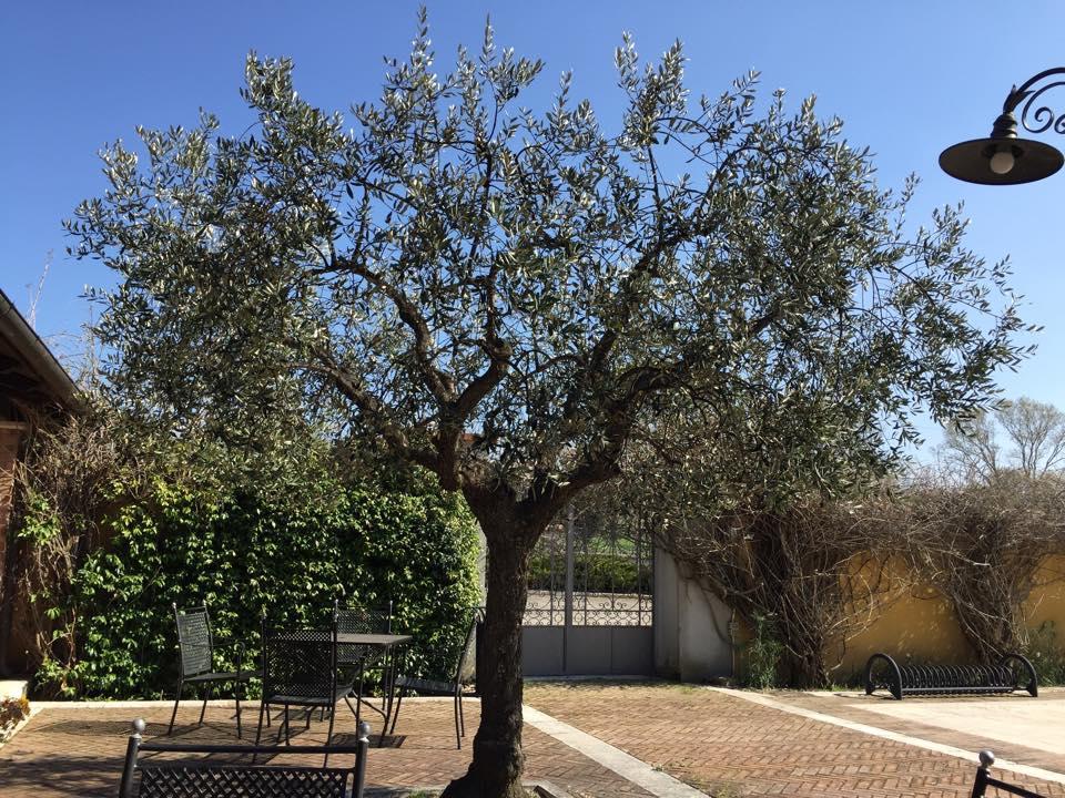 Agriturismo Macchiacupa Hotell Ariano Irpino Exteriör bild